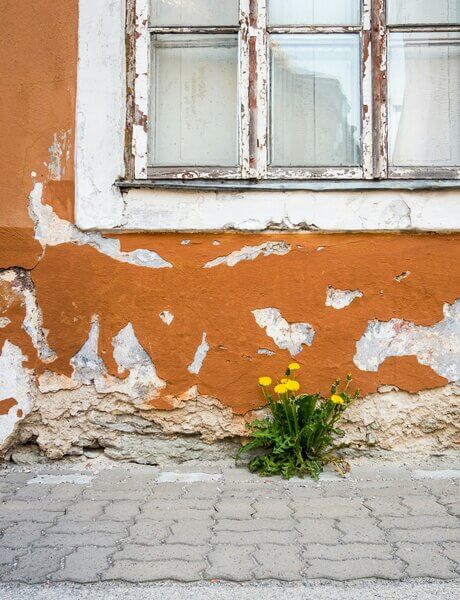 Dandelions have  adapted to thrive in a wide range of environments, from sidewalk cracks in busy cities to wild meadows and high-altitude mountain slopes.